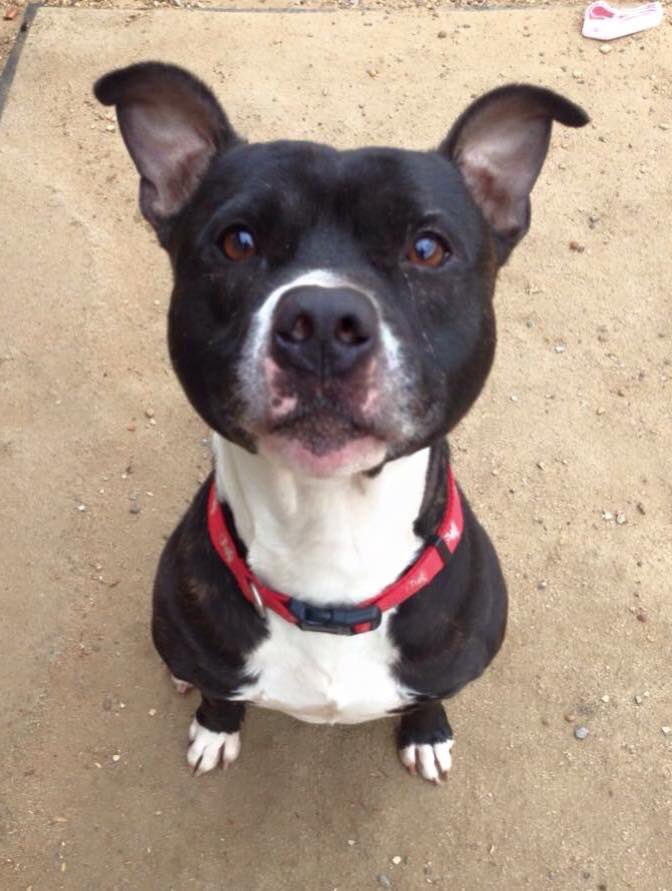 So very many dogs In rescue waiting for homes💜