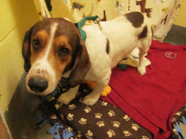 Healthyhappypup's tweet photo. Emmet is a 4yr old basset hound up for adoption in PG county More info here https://t.co/ONlrDZ4wLb #adoptadogfriday https://t.co/xNzSrsj78k