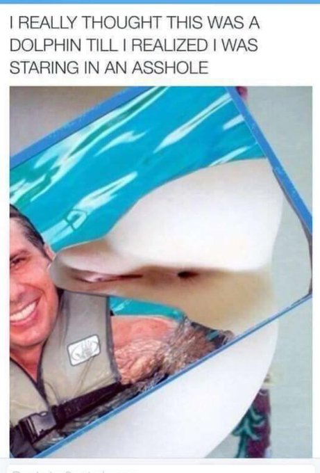 OMG 😂🐬🐬🐬🐬 https://t.co/gXc8DAN38R