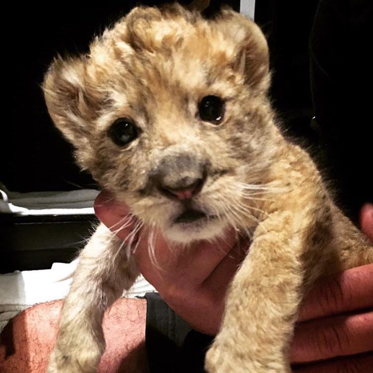 BJWTfoundation's tweet photo. #BabyLewis https://t.co/0FweONxx0J