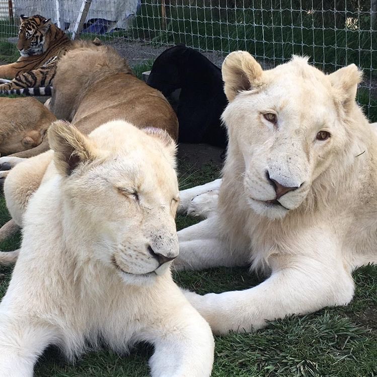 BJWTfoundation's tweet photo. The gorgeous Africa and Ali https://t.co/qy1HCgT67q