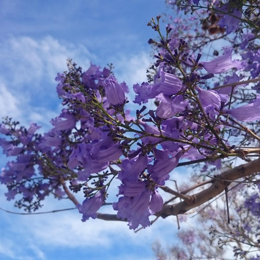 turismombb's tweet photo. De a poco, los #Jacarandas comienzan a teñir a #BahiaBlanca de colores azul-violáceos, brindando un paisaje único ! https://t.co/ASJ0vbZEHv