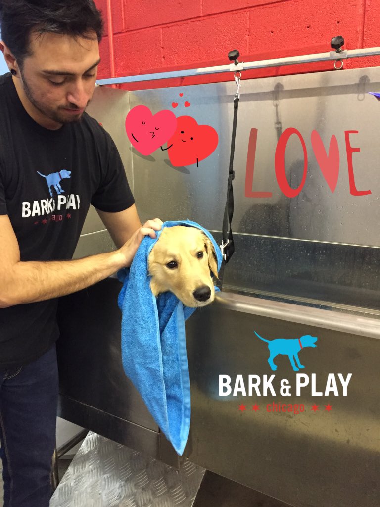 barkandplaychi's tweet photo. Clean puppy for the weekend! https://t.co/DjJDZXdKZx