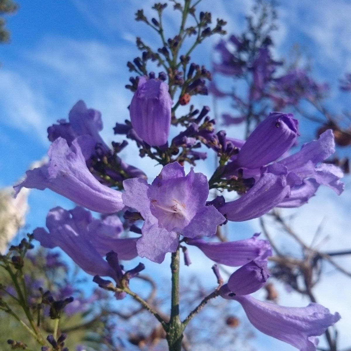 turismombb's tweet photo. De a poco, los #Jacarandas comienzan a teñir a #BahiaBlanca de colores azul-violáceos, brindando un paisaje único ! https://t.co/ASJ0vbZEHv