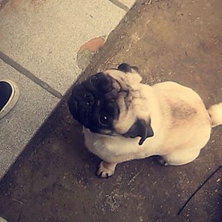 Joy_PhotoCam's tweet photo. O que você está comendo???? 👀👀👀 #pug #pet #comilao #instapug https://t.co/mxkUVUCExz https://t.co/SiJOkwY8lQ