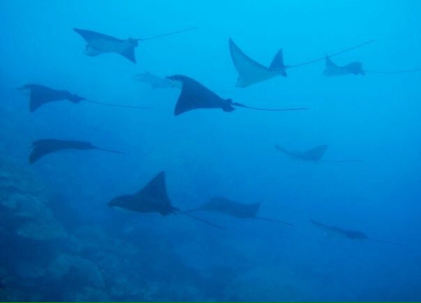 vgoyet's tweet photo. Merci aussi à #Thalassa pour m'avoir poussé à photographier à mon tour les beautés sous-marines. #aviewfrombelow https://t.co/xCqFwak3hZ