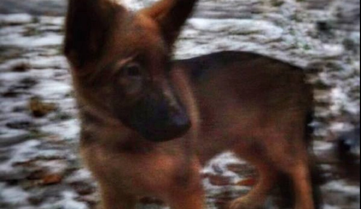 BFMTV's tweet photo. Assaut à Saint-Denis: la Russie va offrir ce petit chien à la France pour remplacer Diesel https://t.co/noRXb7rX2T https://t.co/wQDFLQdp02