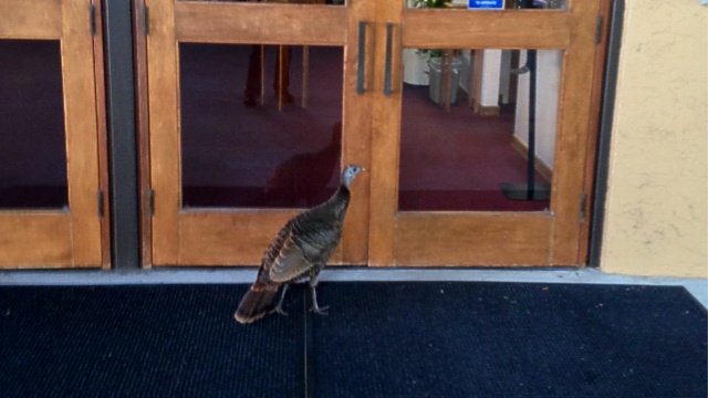 craigtimes's tweet photo. Days before Thanksgiving, turkey seeks sanctuary at #Florida church. Yes, really.. https://t.co/F9ma8DbyCm https://t.co/ewtNfdkJrD