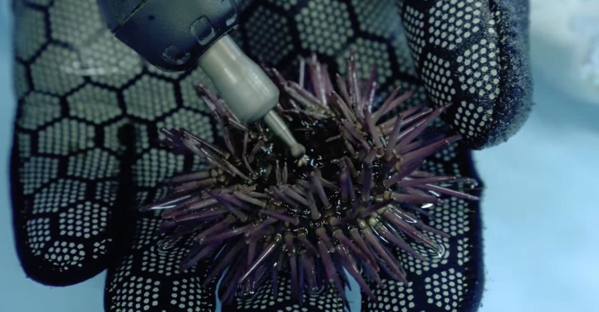 Discovery's tweet photo. Sea urchins go to the dentist, too! This @NatlAquarium urchin recently needed some work >> https://t.co/TuQzD5wwSV https://t.co/xqexhoE3L1