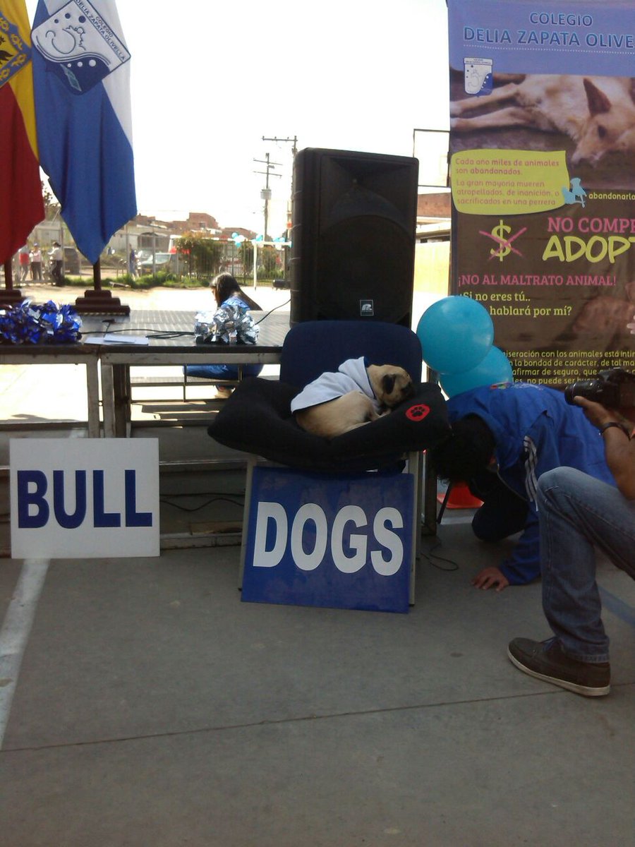 PIECCSuba's tweet photo. Hoy se inauguró el hogar de paso de perros y gatos en el Colegio Delia Zapata,  Proyecto "Amigos de 4 patas" https://t.co/4q5MgDvPwk