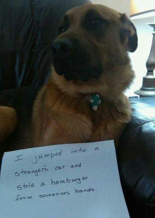 Buds_Broiler's tweet photo. Wanted for grand larceny. https://t.co/l55mdGIDaa