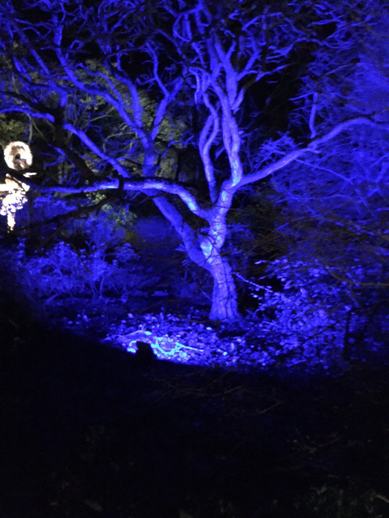 kilaa85's tweet photo. Lovely crisp night at the botanic lights! Defo worth a visit. #BotanicLights #fairytail ✨ https://t.co/QBL874bdPz