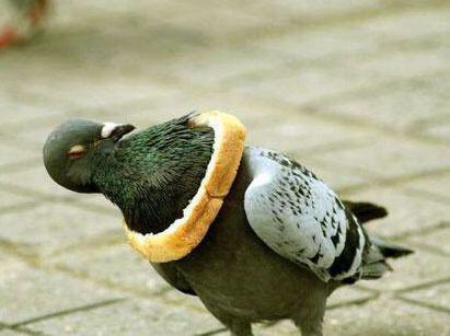 ratdaddy_'s tweet photo. #breadbird https://t.co/8c4t2NbbaL