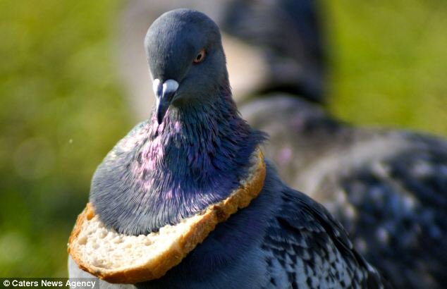 ratdaddy_'s tweet photo. #breadbird https://t.co/8c4t2NbbaL