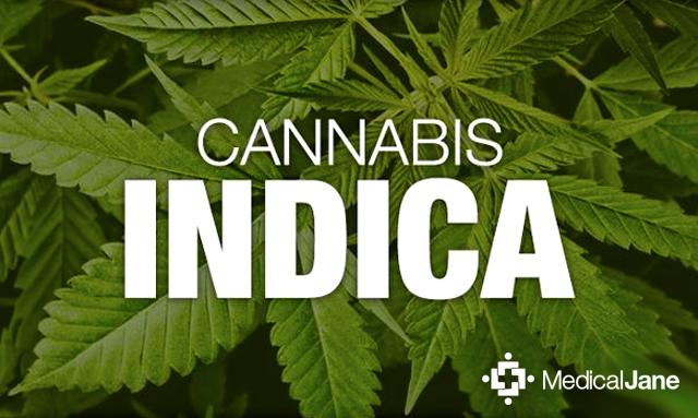 NurseMaryJInk's tweet photo. A Brief Overview of Cannabis Indica Strains https://t.co/GBD11CKOiC https://t.co/NGJxO3Wk0E