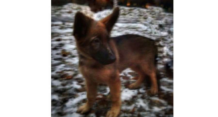 laSextaTV's tweet photo. Rusia regala a Francia un pequeño perro policía tras la muerte de Diesel en Saint-Denis https://t.co/L36Xalz6iS https://t.co/5TK7JXSJ57