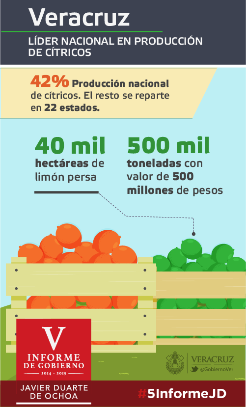 GobiernoVer's tweet photo. Producimos el 42% de la producción nacional de cítricos. #Veracruz #5InformeJD https://t.co/m1J7xmG2Q9 https://t.co/veKNyksMaa