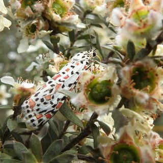 ronlit1's tweet photo. You don't have to be a bee to be one of the #Ozpollinators https://t.co/kMBVjZR8NU