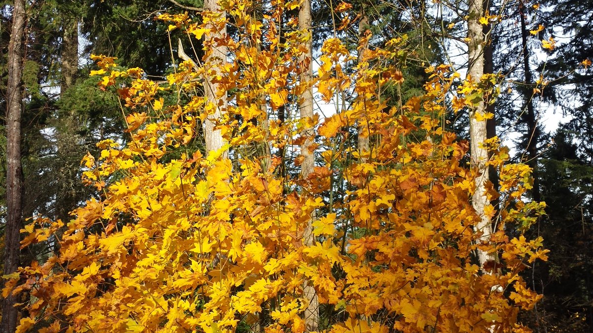 spacewxphotoguy's tweet image. Fall leaves still going strong in parts of Oregon. Nice maples lit up by sun in Beaverton #orwx @ORFallFoliage