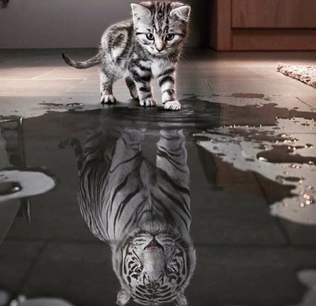 wolfNiina's tweet photo. 🐈🐅 https://t.co/J3A7A3H29q