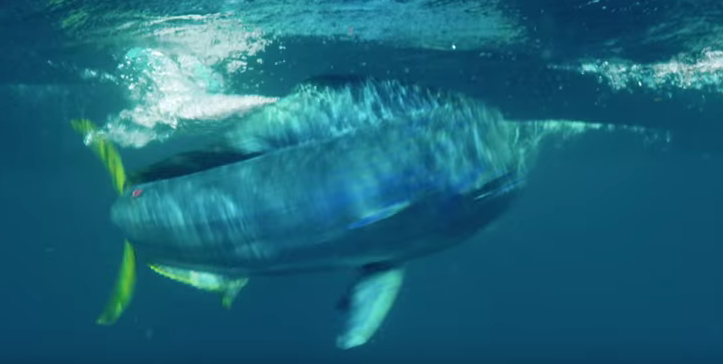 WavElectricInc's tweet photo. #Amazing video of #ocean #hunt #fishing #waves #wahoo #biggame https://t.co/MBDS40r1ii https://t.co/oaFbw2w58m