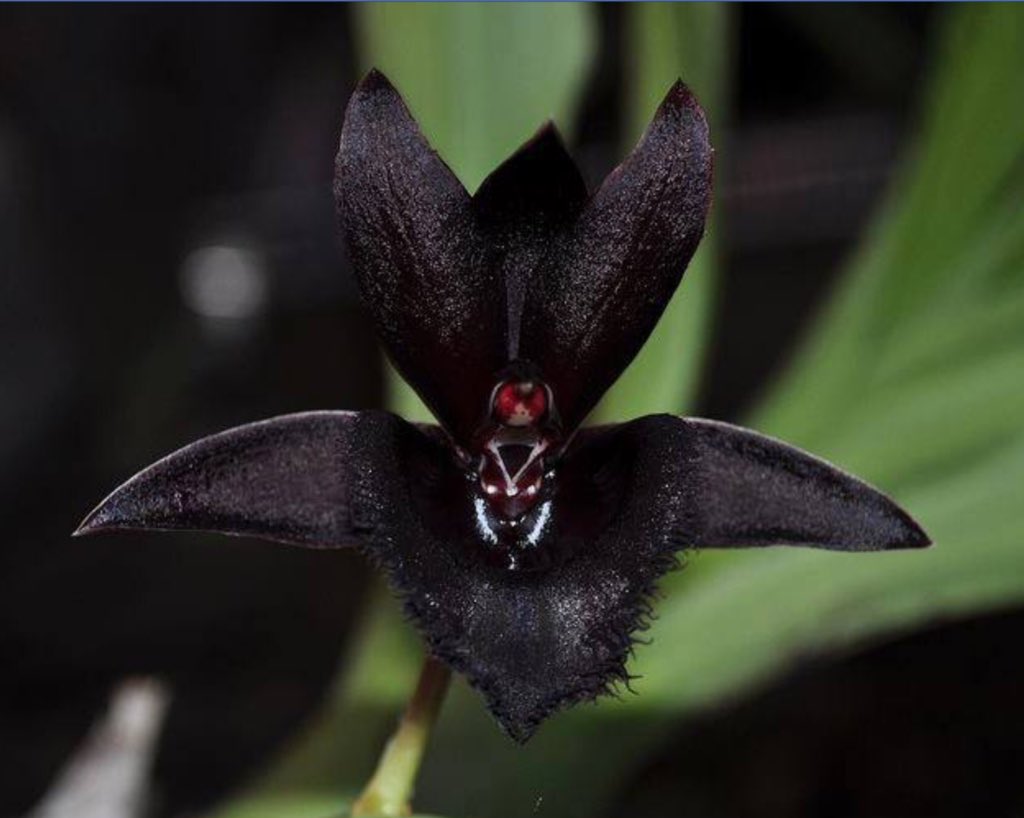 Rarest Orchids In The World