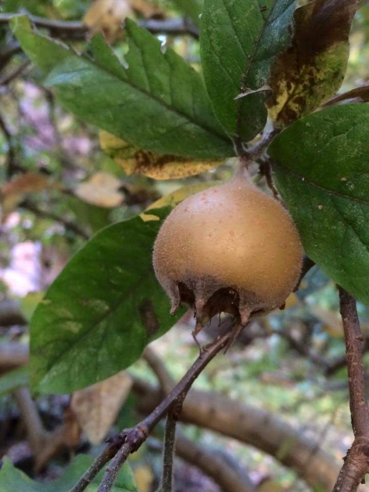 Medlars are our favourite thing to eat! And we've got loads growing this year!
