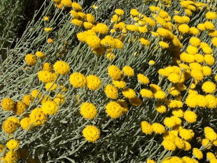 YMeSolutions's tweet photo. Perfect day for #wildpollinator count #citsci in #Wodonga https://t.co/zEgIOMkvQb