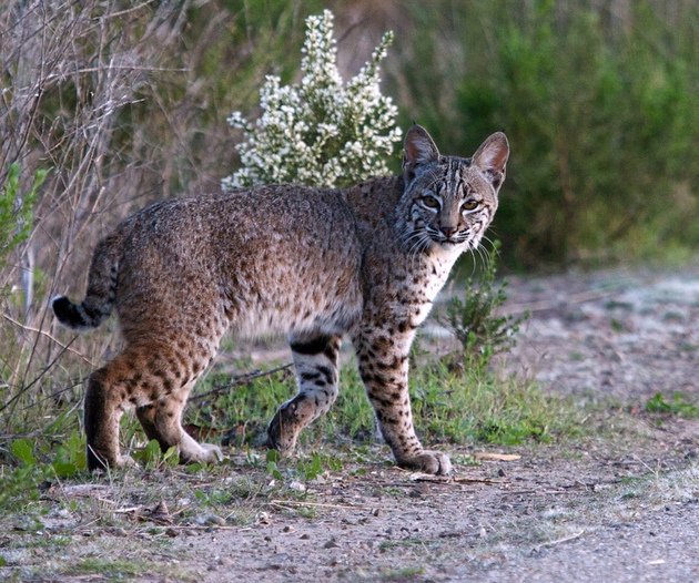 Bobcat перевод. Рыжая Рысь Бобкэт. Рыжая Рысь Северной Америки. Красная Рысь Бобкэт. Американский Бобкэт.