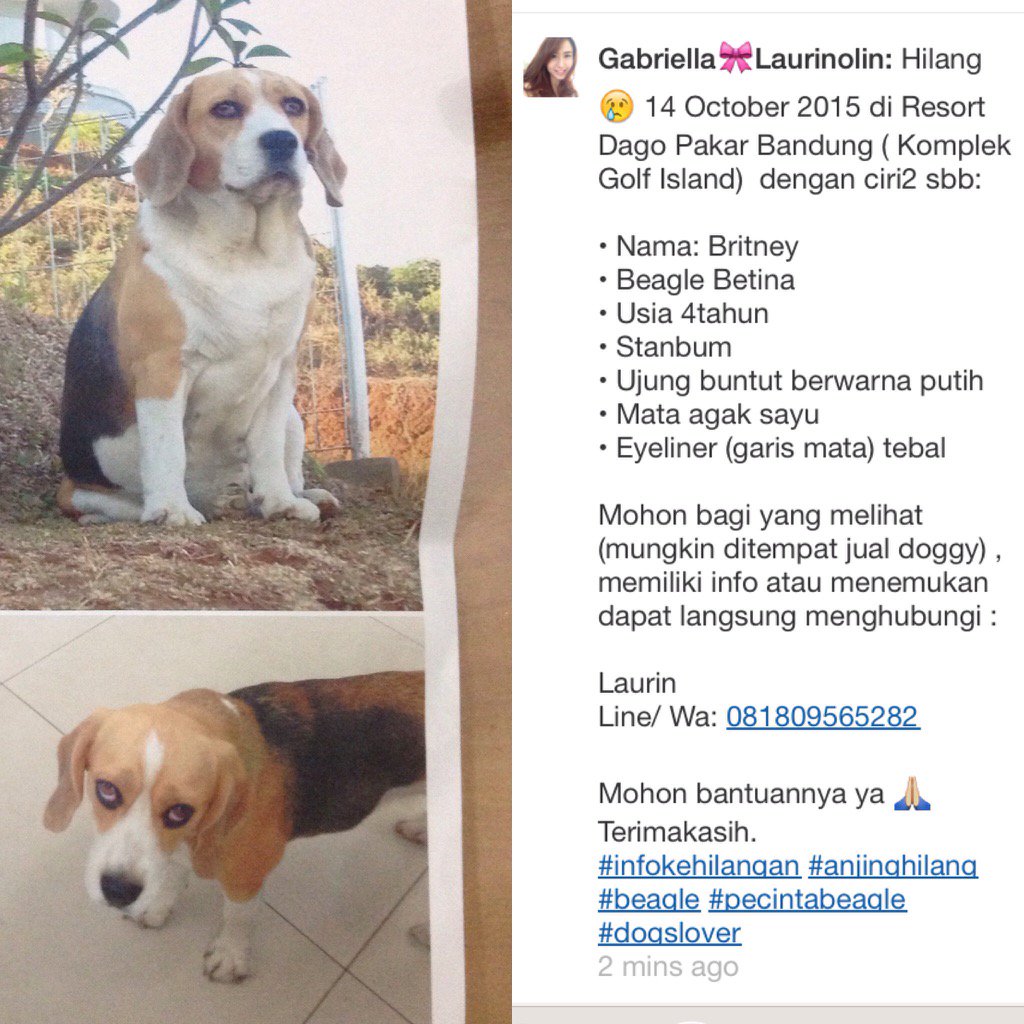 laurinolin's tweet photo. Masi belum ditemukan 😢 https://t.co/m6QUZl2JJs