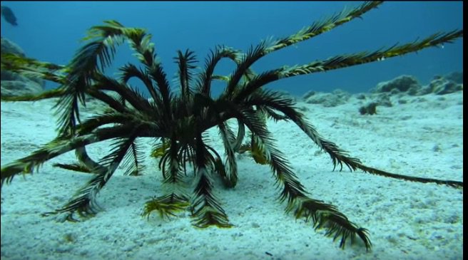 echinoblog's tweet photo. Something unusual. Nice video of crinoid "walking" along the sandy bottom #featherstar https://t.co/0EMbIkglik https://t.co/cvDhPDMaA9
