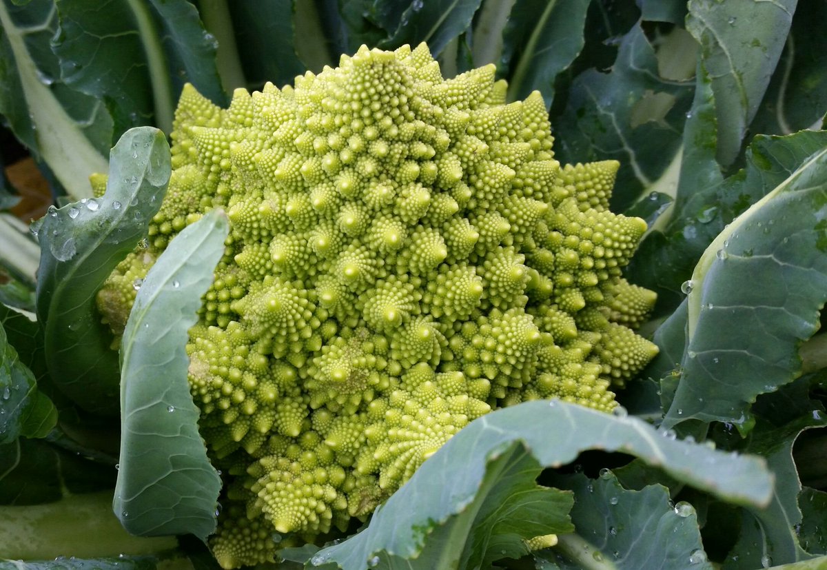 Elizabeth Miller tweet media