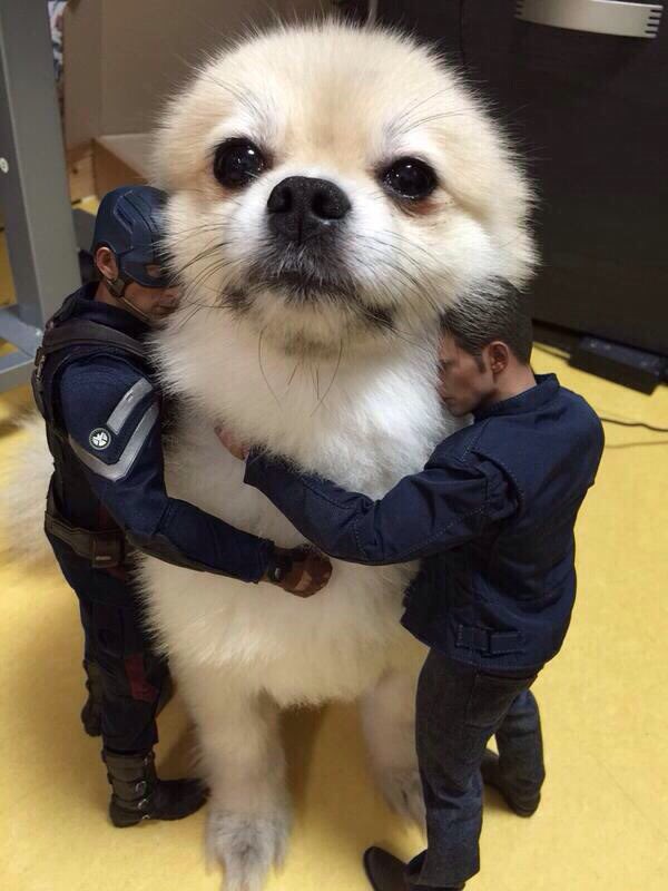 Jumpy The Parkour Dog 2616 Funcake