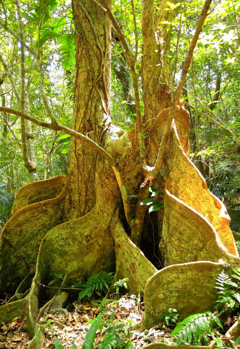 تويتر 沖縄タイムス على تويتر 石垣島の サキシマスオウノキ群落 と伊平屋島の 念頭平松 が 天然記念物に T Co Jvhz9yztcl 沖縄の天然記念物 石垣島 伊平屋島 ンタナーラのサキシマスオウノキ群落 伊平屋島の念頭平松 T Co 7lciveszys