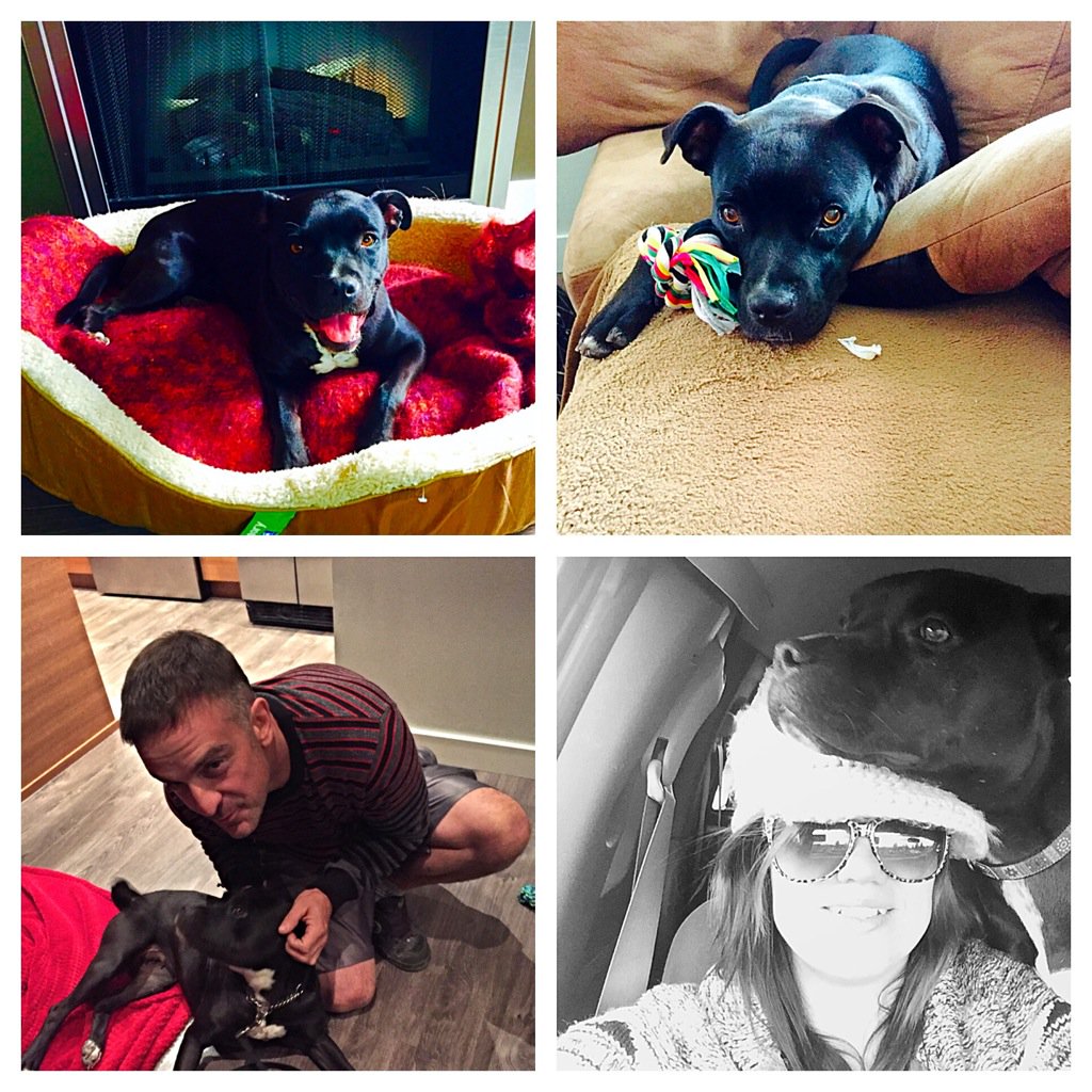 Adopted!! Yaayyyy Delaney! ❤️🐶.