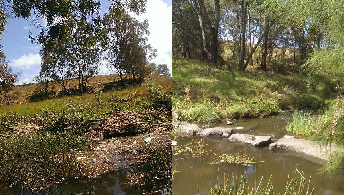 FOKCreek's tweet photo. Beauty and the beast in #melbswest #sunshine #kororoit creek https://t.co/kz77SrRYO0