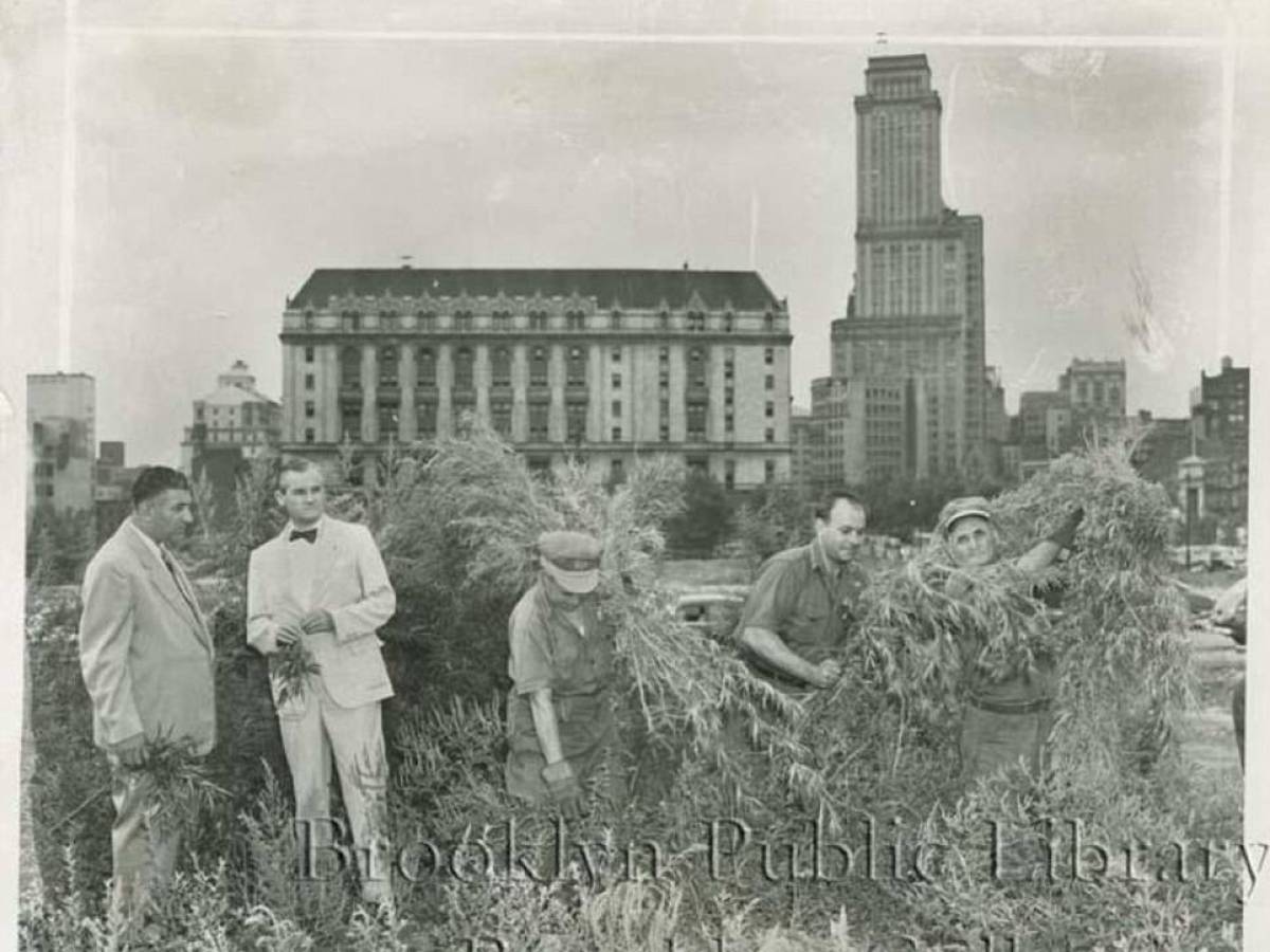 Brooklyn 1951. Fields of seven foot Marijuana plants sprouting anywhere you looked from Cobble Hill to East New York