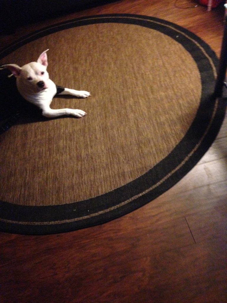 ShoTapusoa's tweet photo. She waiting 2 play with her squeaky toys. LoL! @CNeeVa https://t.co/oi56DJItEq