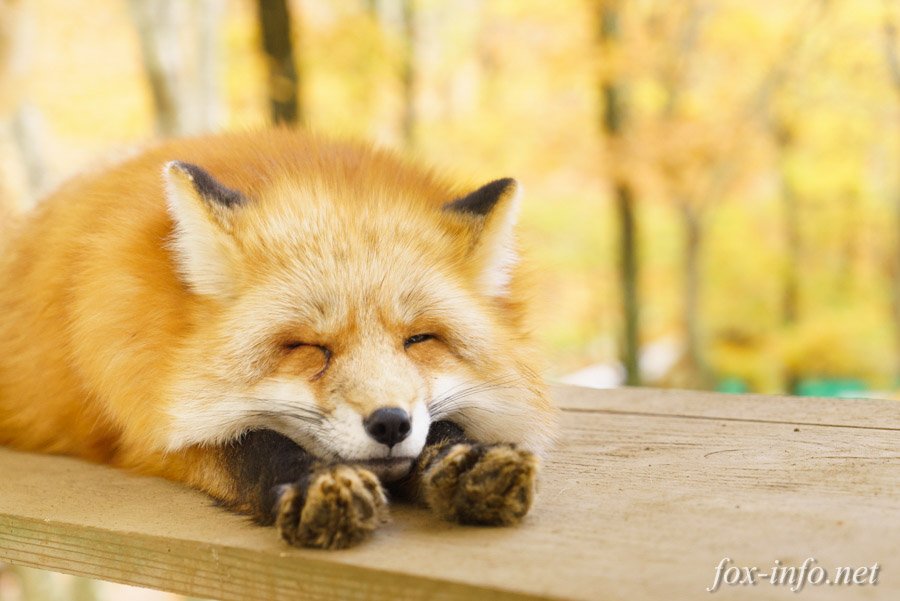 天高くキツネもふゆ秋、如何お過ごしでしょうか。私は先日キツネ村に