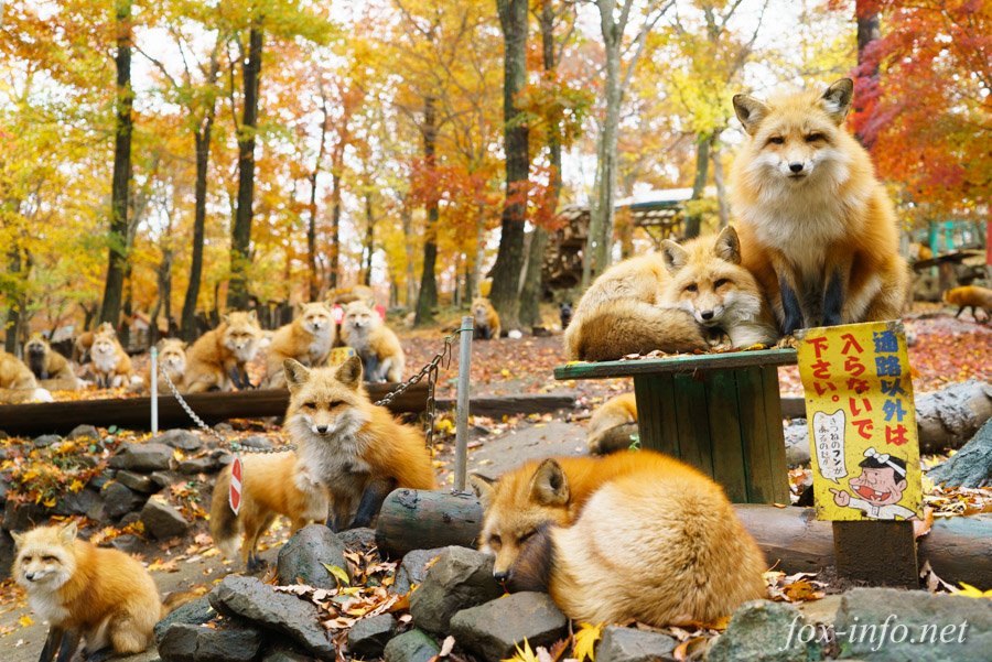 天高くキツネもふゆ秋、如何お過ごしでしょうか。私は先日キツネ村に