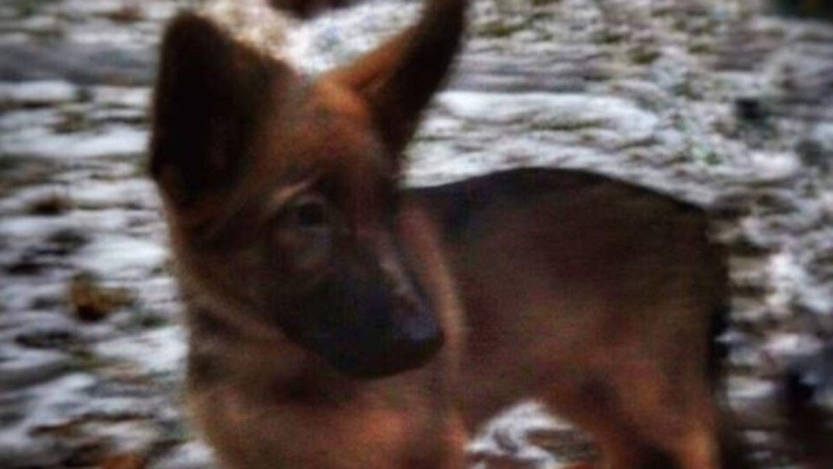 SkyNews's tweet photo. Russia Sends France puppy following the death of a police dog during #ParisAttacks https://t.co/uGJsp6cqmo https://t.co/9E1RPA9sRW