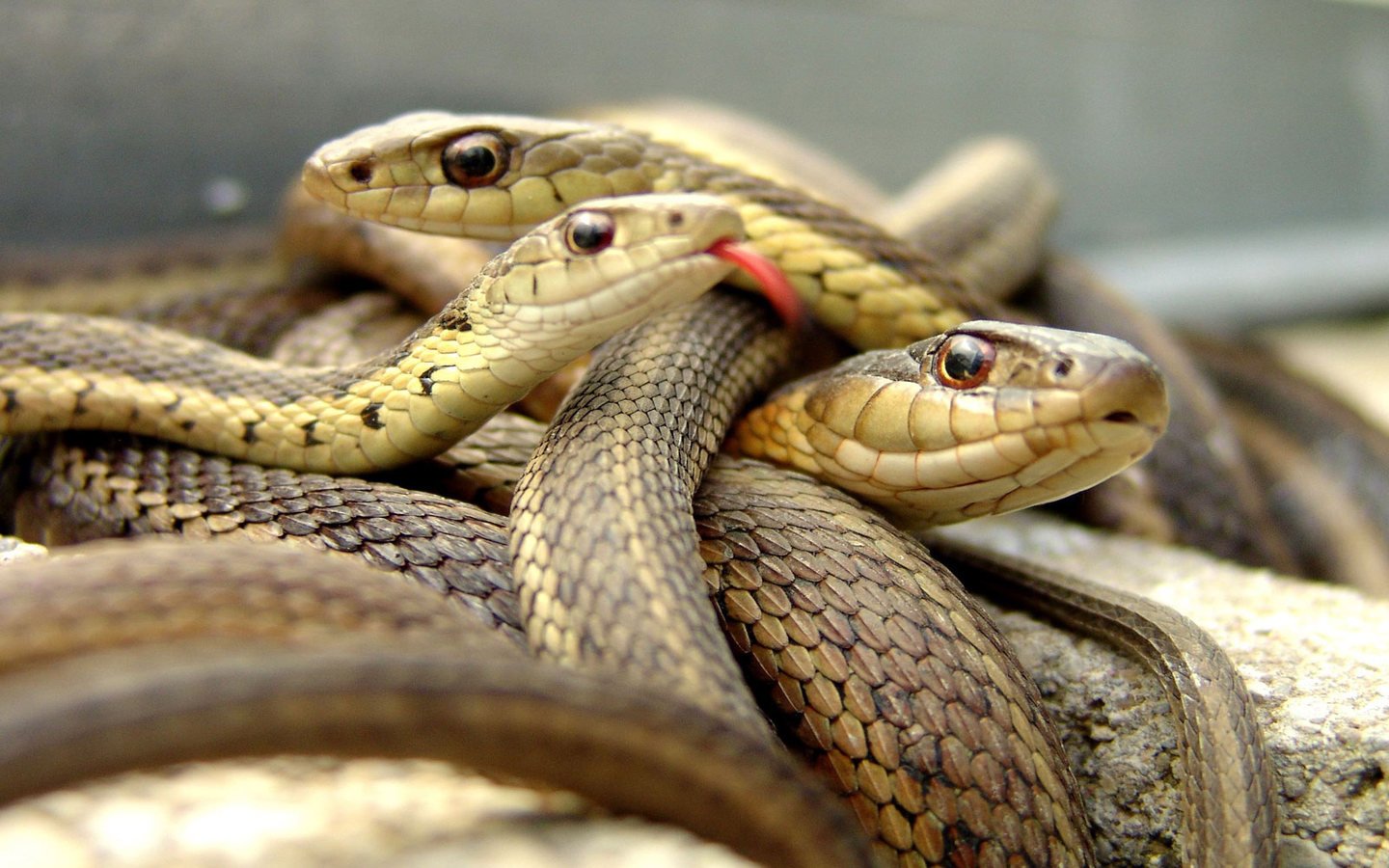 Happy 26th birthday Fabian Delph. Here are live pictures of him celebrating this morning with mates.  
