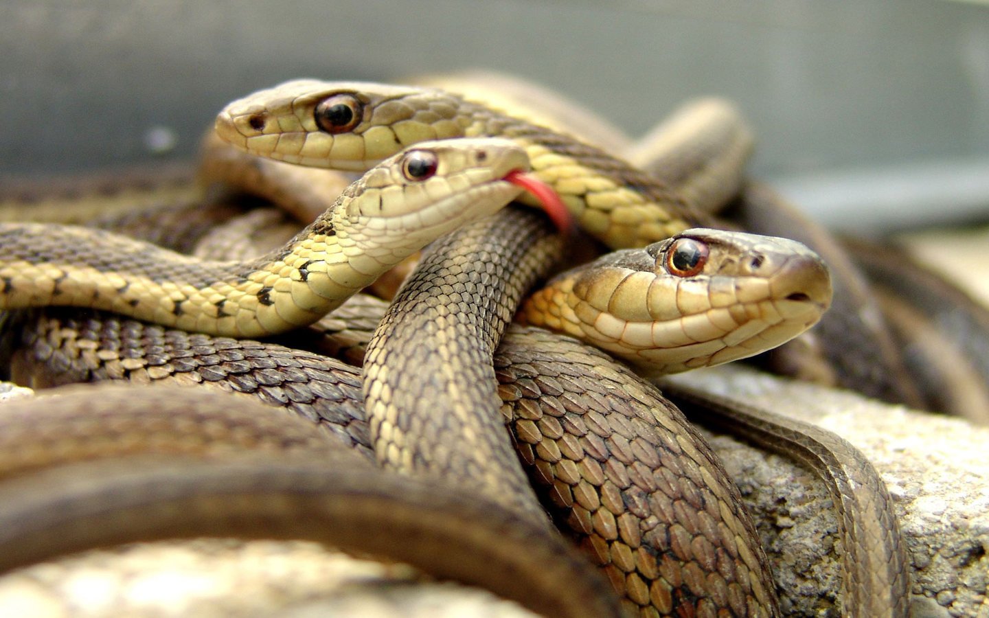 Happy 26th birthday Fabian Delph. Here are live pictures of him celebrating this morning with mates.  