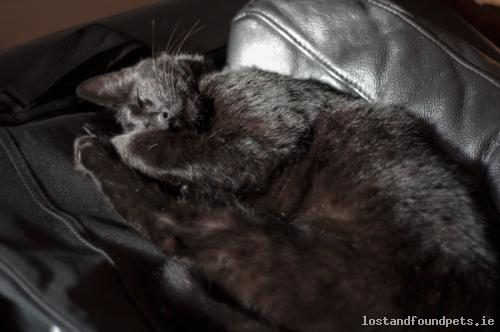 lostfoundpets's tweet photo. A male cat was lost on 10/11/2015 in The Local Area, #Hazelhatch https://t.co/YactkFiwUL #lpie https://t.co/7paOmjbpQR