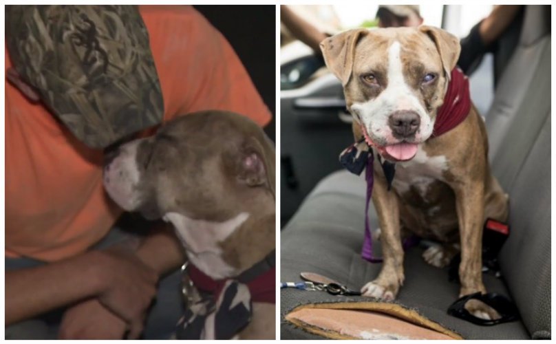 BarkPost's tweet photo. UPDATE Pit Bull Falls Instantly In Love With Man Who Rappelled Down A Mine Shaft To Save Her https://t.co/SfTMY9tsTD https://t.co/kqMhdgSodX