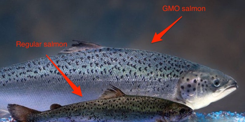 BusinessInsider's tweet photo. The government just approved the first genetically-modified salmon https://t.co/LXDMEzqG5d https://t.co/HqEpxCeDJq