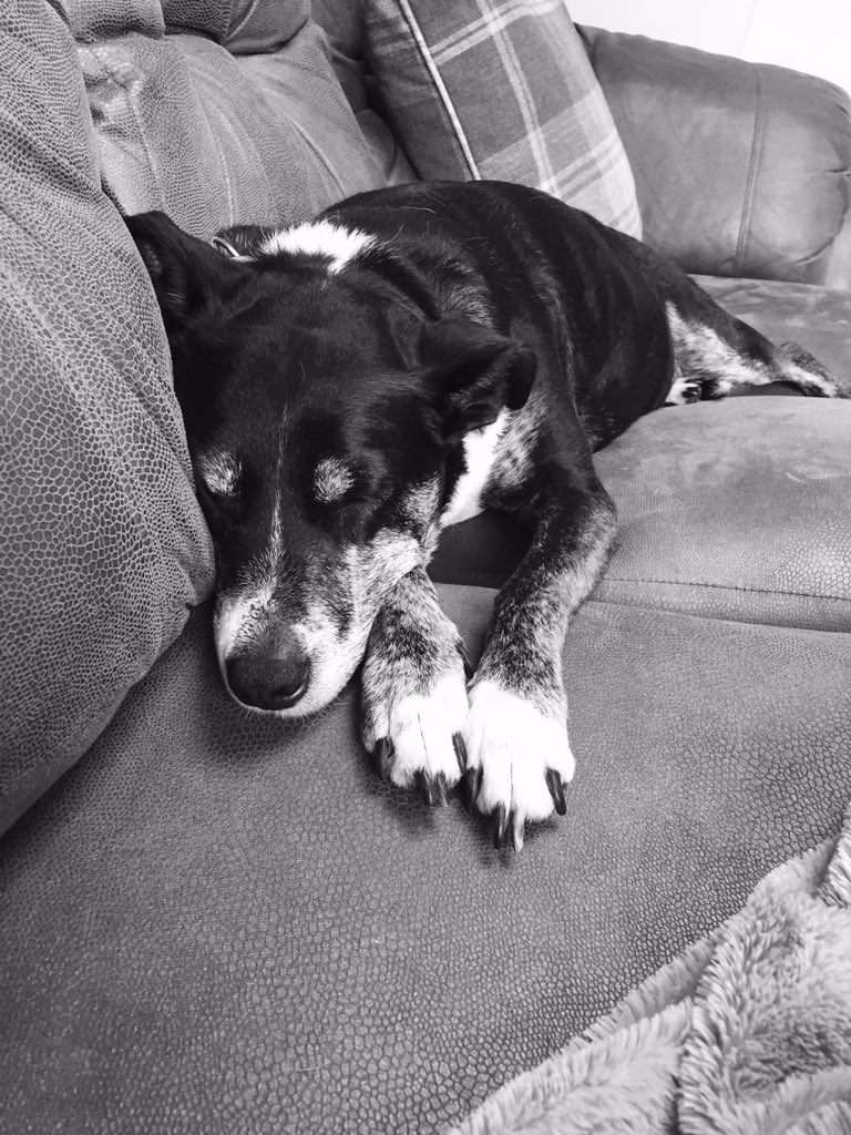 active_pets's tweet photo. My family dog Izzy , age 14 love her loads . She's got cancer poor baby . 😔 #dogsoftwitter #dog https://t.co/lsp0gFVW2c