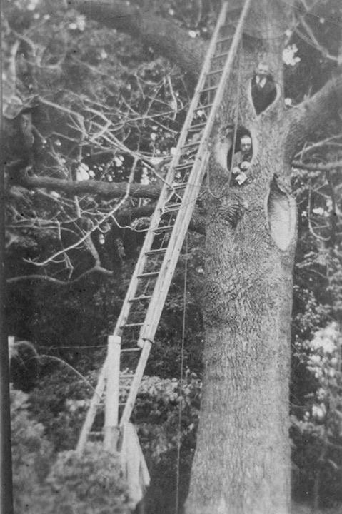 AncientTreesATF's tweet photo. Tree workers from the days of yore....#veterantrees https://t.co/2I57ir1e3u