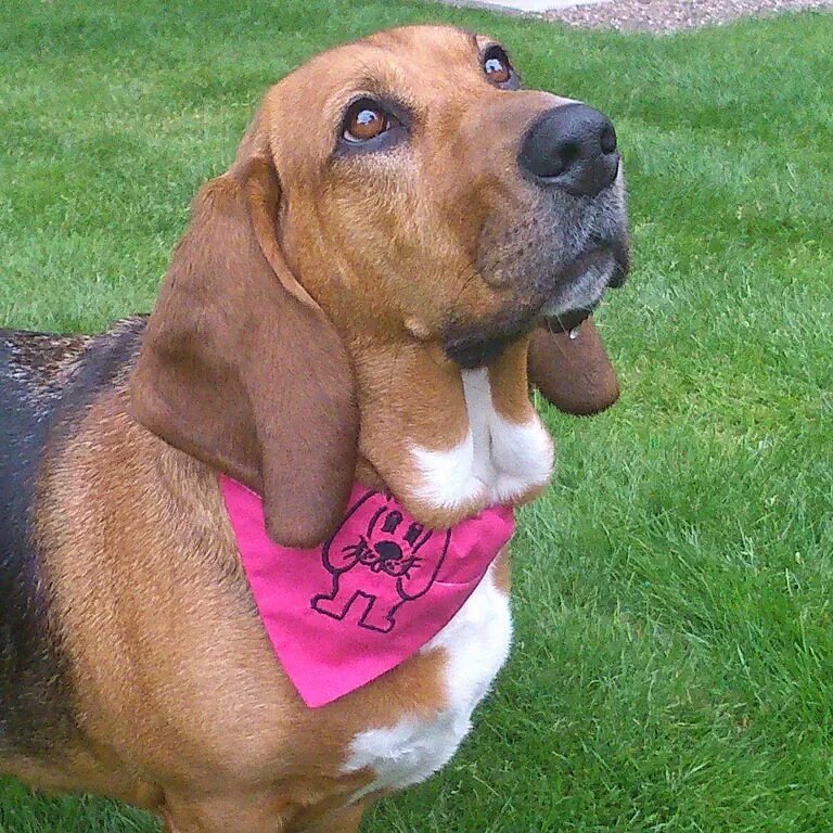RubyMonster's tweet photo. @pupaid @rickygervais @AllDogsMatter another one of our rescued #Basset Ruby #adoptdontshop We love this Hound 😀 https://t.co/j37kBfjQ5s