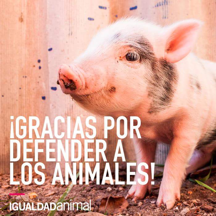 Protectora Al-Lawra (@protectoraallaw) on Twitter photo 